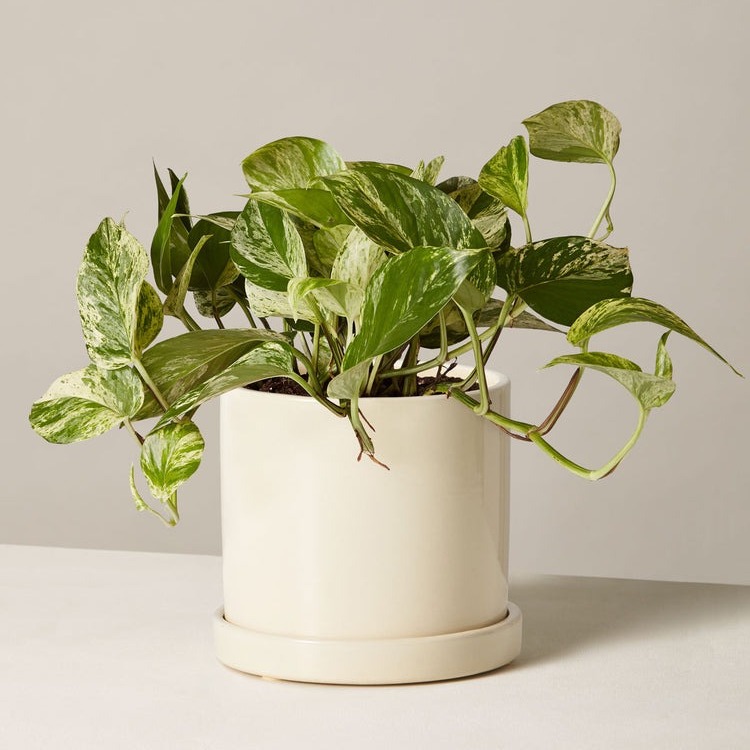 how to choose a houseplant