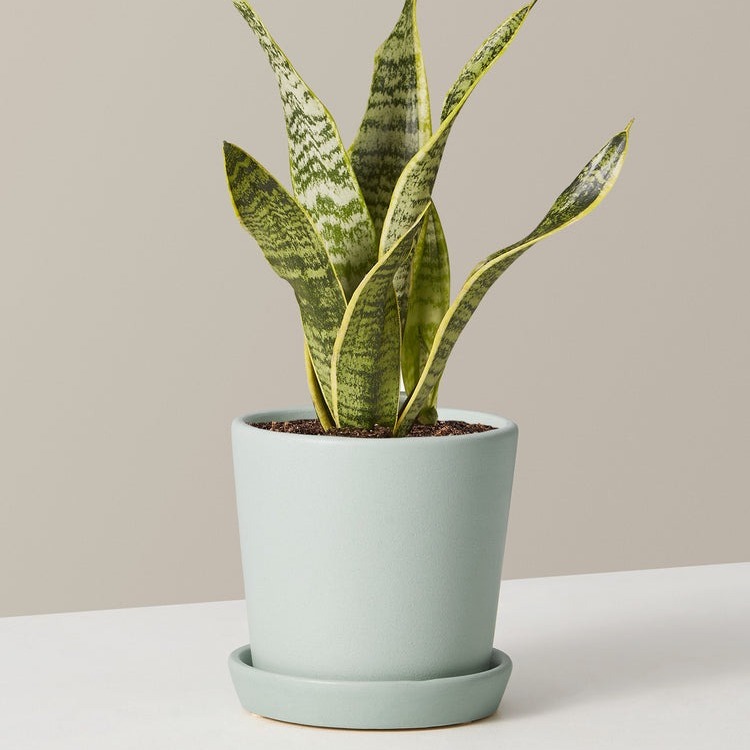 how to choose a houseplant