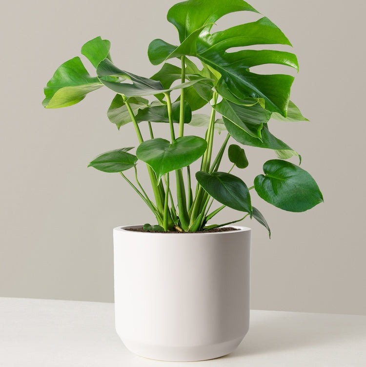 how to choose a houseplant